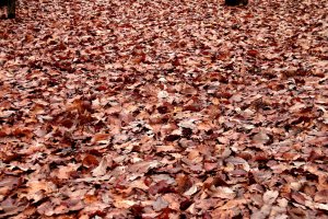 겨울에 낙엽 / SIZE:33 KB